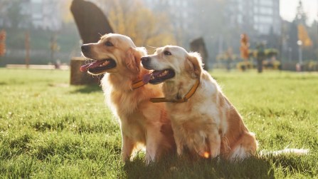 Stalking, condannato per cani molesti: la sentenza e la novità patentino anti aggressione