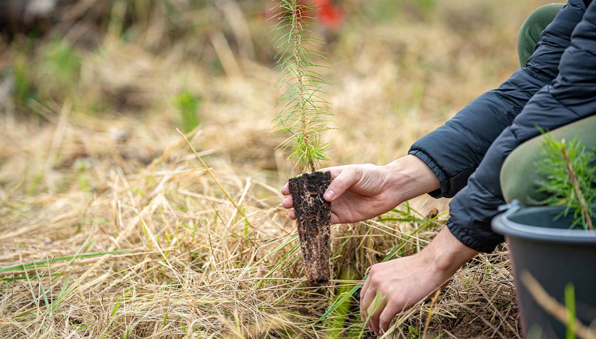 https://quifinanza.it/wp-content/uploads/sites/5/2024/11/italia-2023-alberi-forestazione.jpg