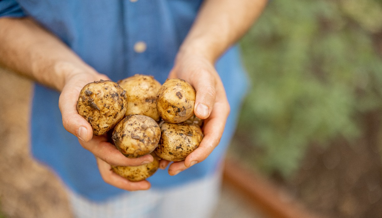 Patate italiane introvabili, aumentano i prezzi e diminuisce la produzione