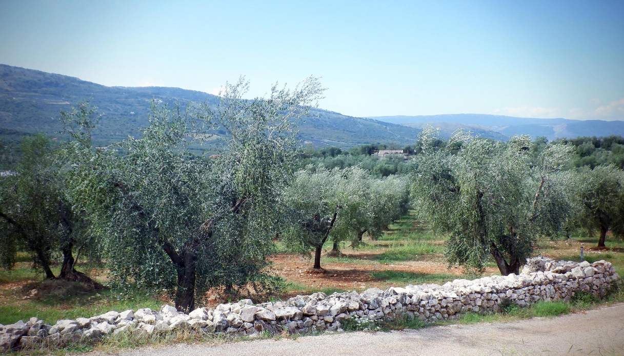 Bonus agricoltura 2025, 794 euro in fondi europei per ogni ettaro coltivato