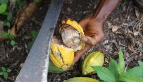 Aumenti record per il cacao e il prezzo è destinato a salire ancora