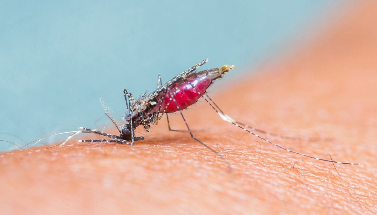 https://quifinanza.it/wp-content/uploads/sites/5/2025/01/dengue-zanzara.jpg