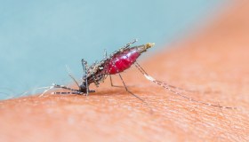 Malattie tropicali neglette, dalla Dengue alla Chikungunya: chi colpiscono e perché vanno controllate