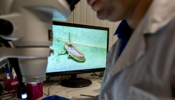 Il batterio della Xylella fastidiosa fa strage di ulivi in Puglia