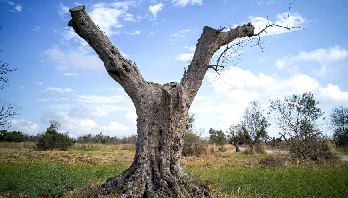 https://quifinanza.it/wp-content/uploads/sites/5/2025/01/xylella-puglia-puglia.jpg