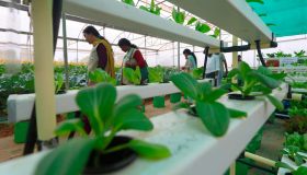 Agevolazioni fiscali in agricoltura per vertical farm e colture idroponiche