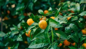 Frutta e verdura in crisi in Italia, persi 300mila ettari di alberi in 15 anni