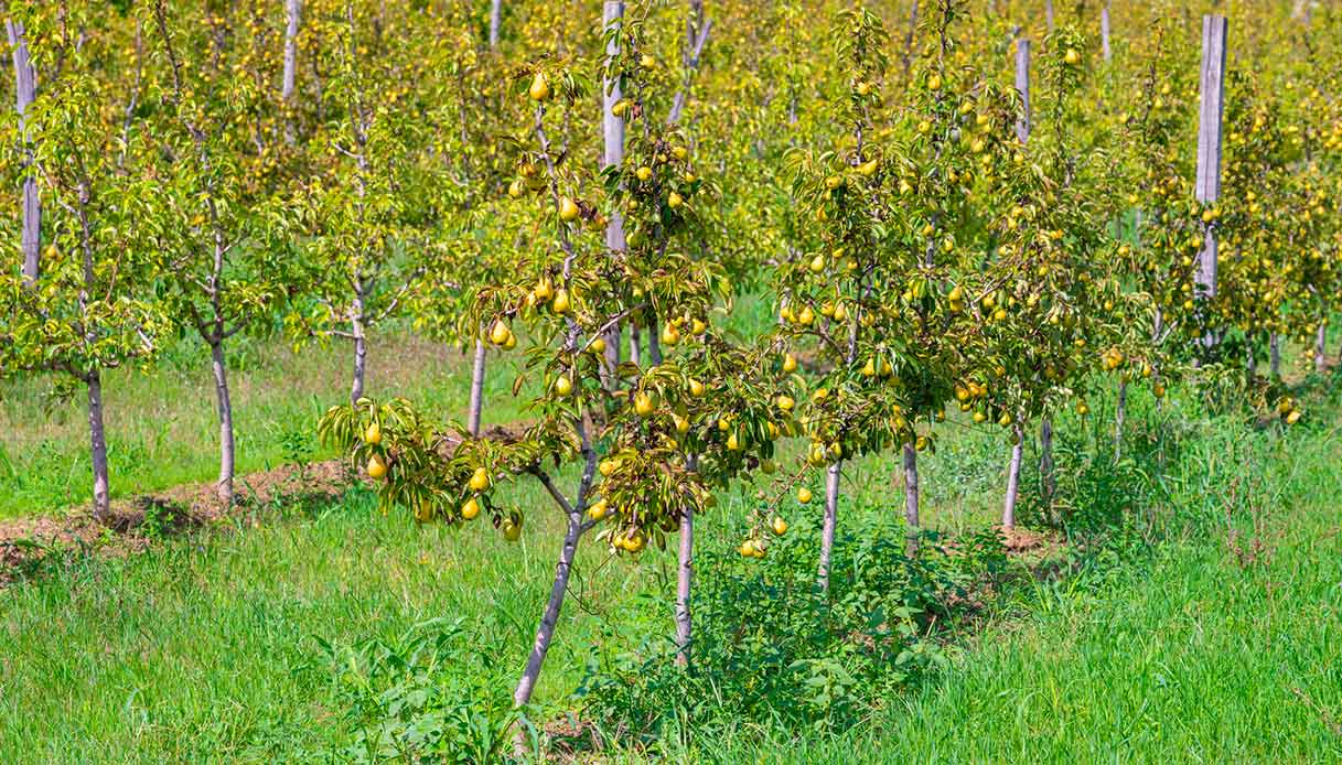 La Food forest è la nuova frontiera del cibo biologico che crea biodiversità