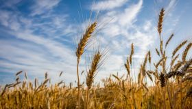 Crisi del grano in Italia, prezzi e raccolti in calo