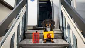 Quali sono le compagnie aeree che accettano animali a bordo?