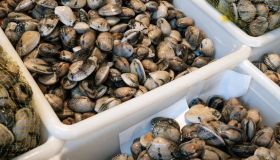 Vongole in crisi a causa del granchio blu, 200 milioni di danni