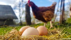 Crisi delle uova, Usa chiamano Italia ma la produzione è in affanno