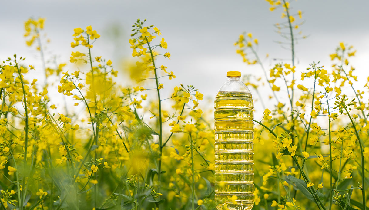 Olio vegetale, come garantirne la sostenibilità ed evitare la deforestazione