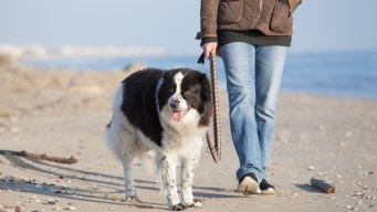 Pet economy in Italia, un mercato da 6,8 miliardi che non conosce crisi
