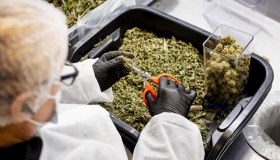 Decreto sicurezza, ricorso contro il governo: che succede a chi coltiva cannabis light