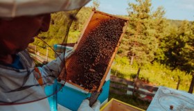 Giornata mondiale delle api, specie a rischio e produzione miele in calo