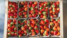 Packaging biodegradabile per alimenti, fragole fresche fino a 12 giorni senza plastica