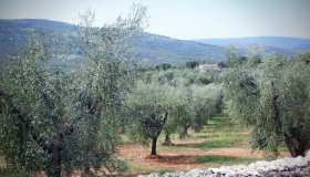 In Puglia pannelli al posto degli ulivi, è il paradosso della transizione green