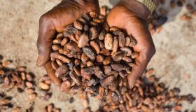 Cacao sempre più raro, quando finirà del tutto? È colpa dell’oro