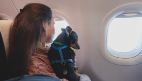 Cani e gatti in aereo, nuove regole: addio alla stiva e benvenuto sedile