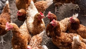 Galline in affitto contro la crisi delle uova, il fenomeno “rent the chicken”