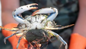 Granchio blu, all’Emilia-Romagna 2,9 milioni a fronte di 17 milioni di danni