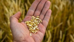 Grano, mais e riso a rischio: la produzione potrebbe crollare e i prezzi crescere ancora