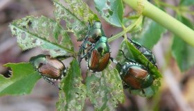 Popillia japonica in Italia, il coleottero giapponese distrugge le piante