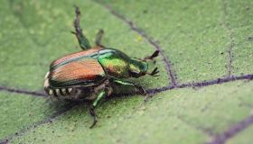 Coleottero giapponese, nuove trappole per fermare i danni in Lombardia