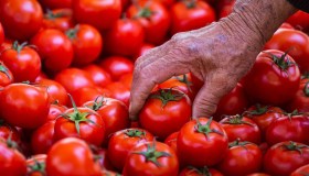 La produzione di pomodoro in Italia potrebbe essere a rischio: in ballo 5 miliardi di euro
