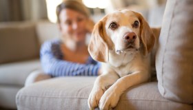 Portare via il cane al partner dopo una rottura è possibile?