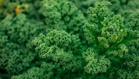 Il cambiamento climatico renderà meno sana la nostra alimentazione?