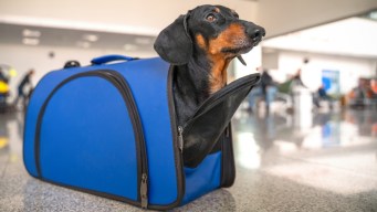 Come viaggiare con un animale risparmiando su treno, aereo e nave