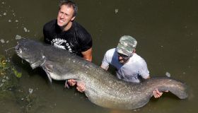 Pesce siluro nel fiume Po a Torino, il gigante diventa mangime per animali