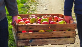 Crisi delle mele, raccolta in calo nelle regioni chiave per l’export