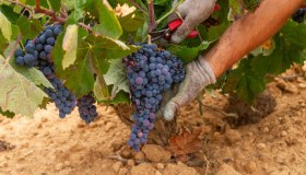 Vendemmia in anticipo causa siccità, le regioni messe peggio
