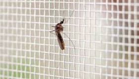 Bonus zanzariere anche nel 2025, i requisiti e come si richiede