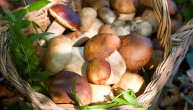 Raccolta funghi, il 2025 è l’annata migliore: le regioni più ricche