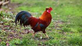 Terreni, che tasse pagare e gestione nella dichiarazione dei redditi