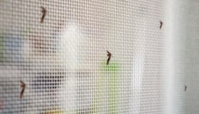 West Nile nel Lazio, contro il virus aumentano le vendite di zanzariere