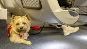 Cani in cabina in aereo, nuove regole dal 23 settembre