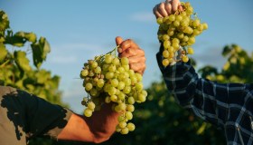 La vendemmia 2025 promette un’ottima annata: al Sud la migliore resa