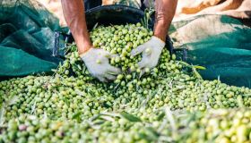 Olio in crescita del 30% nel 2025, il Sud traina la produzione