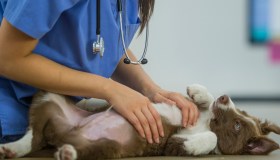 Assicurazione animali domestici, conviene davvero per risparmiare?