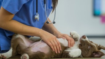 Assicurazione animali domestici, conviene davvero per risparmiare?