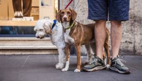 Le città italiane più adatte agli animali domestici