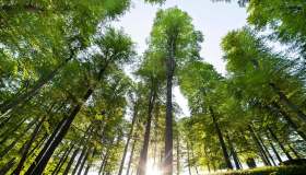 Le foreste digitali: algoritmi e mercati nella nuova economia del carbonio