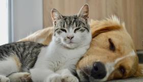 Animali domestici, spendiamo 3 miliardi all’anno: quanto vale il settore Pet