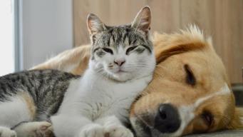 Animali domestici, spendiamo 3 miliardi all’anno: quanto vale il settore Pet