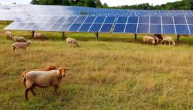 Monti di Eboli, il primo impianto solare con pascolo integrato in Europa